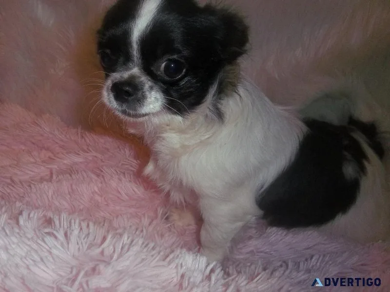 AKC Long Coat Apple Female Chihuahuas