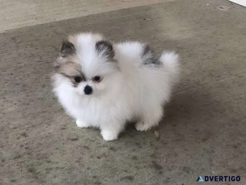 Teacup Pomeranian puppies for sale.