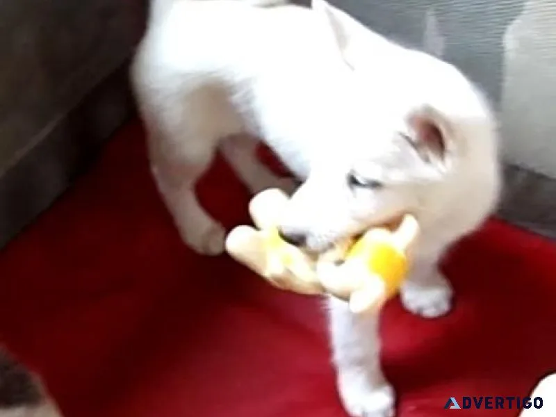 Lovely AKC Siberian Husky Puppies