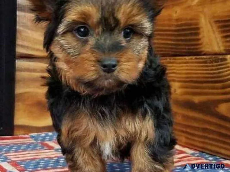 Teacup Yorkie Champion Blood 3-Yorkshire Terriers