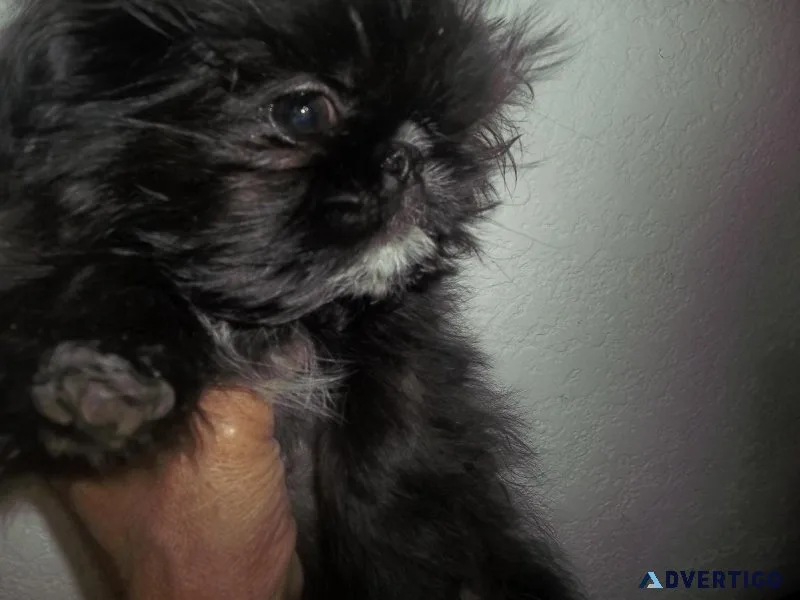 Full AKC Imperial Shih Tzu