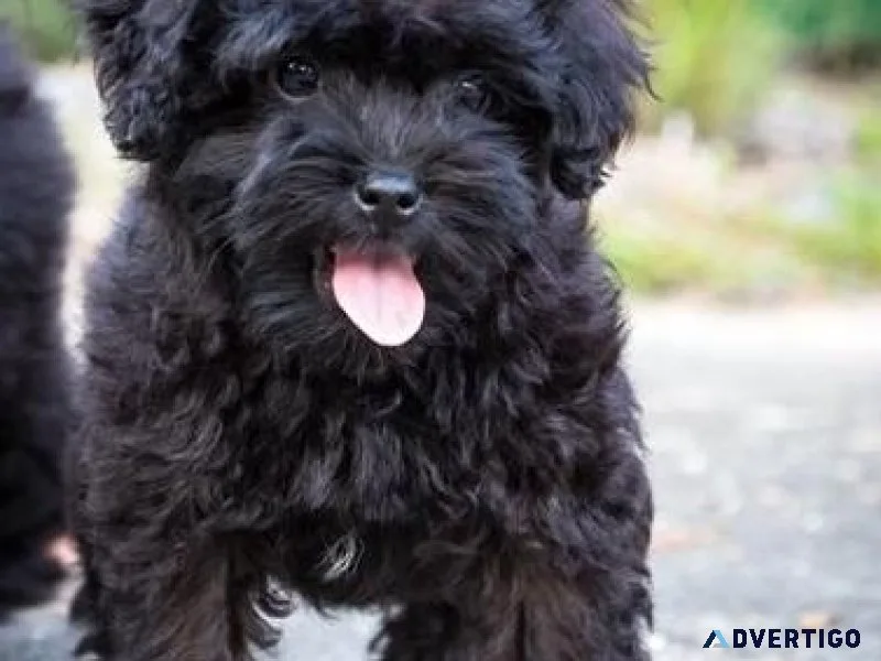 Gorgeous Schnoodle Puppies Available.