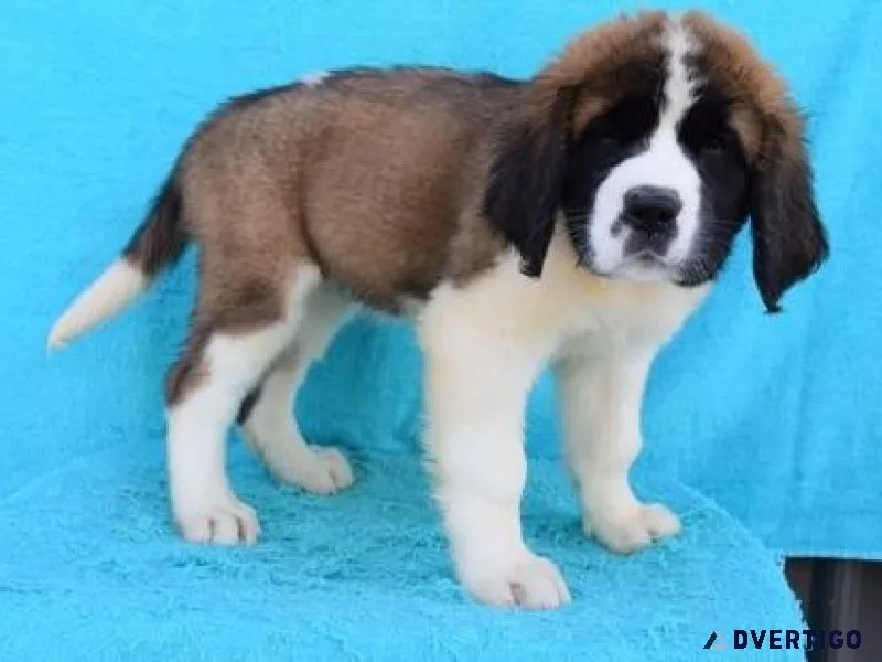 AKC Saint Bernard Puppies available