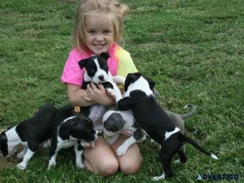 Well Socialized American Staffordshire Terrier Puppies