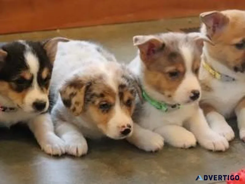 AKC Pembroke Welsh Corgi puppies for sale
