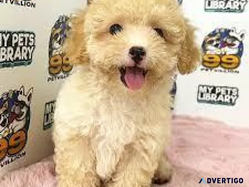 TOY MALTIPOO PUPS(Hypoallergenic)