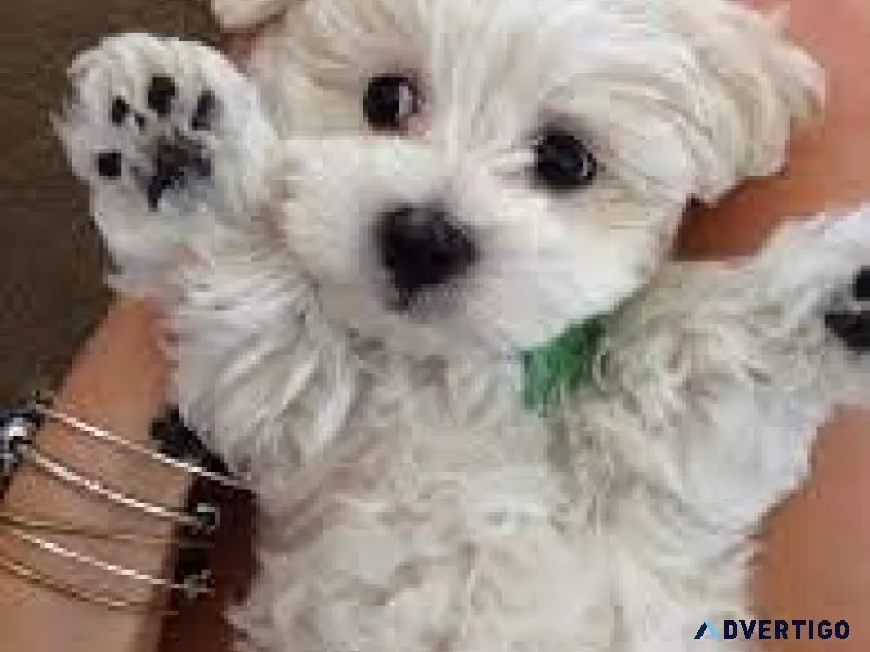 Maltipoo (Maltese  Toy Poodle) Puppies