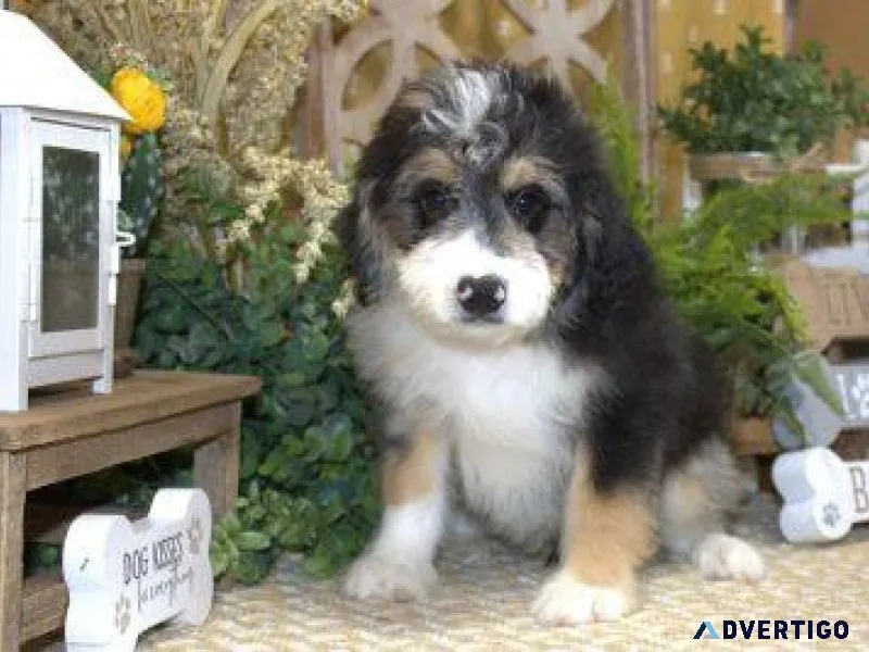 TOY AUSSIEDOODLE