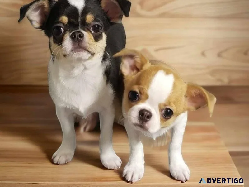 super apple Chihuahua puppies