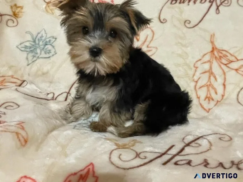 Female Yorkie Puppy