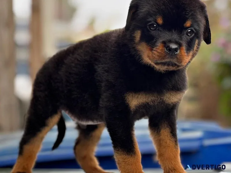 Rottweiler