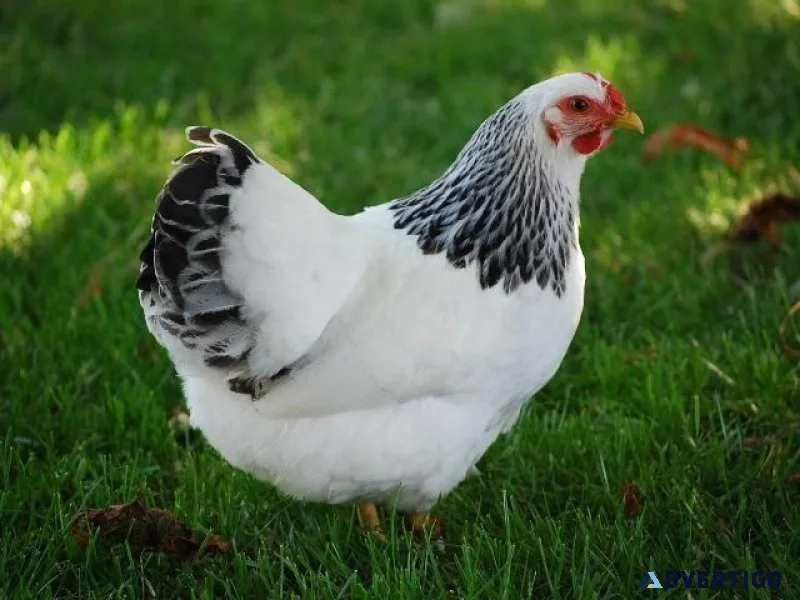 Laying Hens Brooders Turkeys