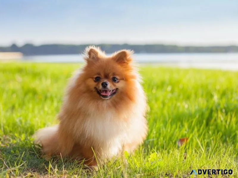 Pomeranian Puppies For Sale In Pune
