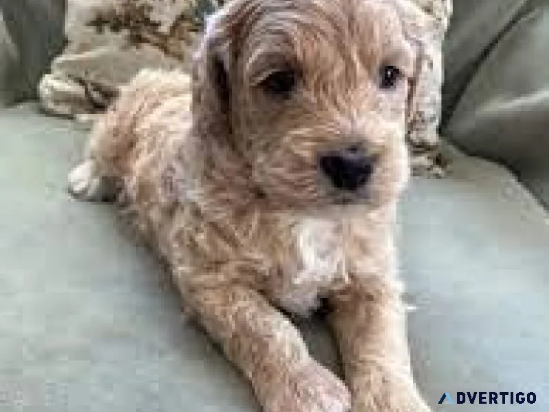 MINI GOLDENDOODLE PUPPIES NON SHEDDING