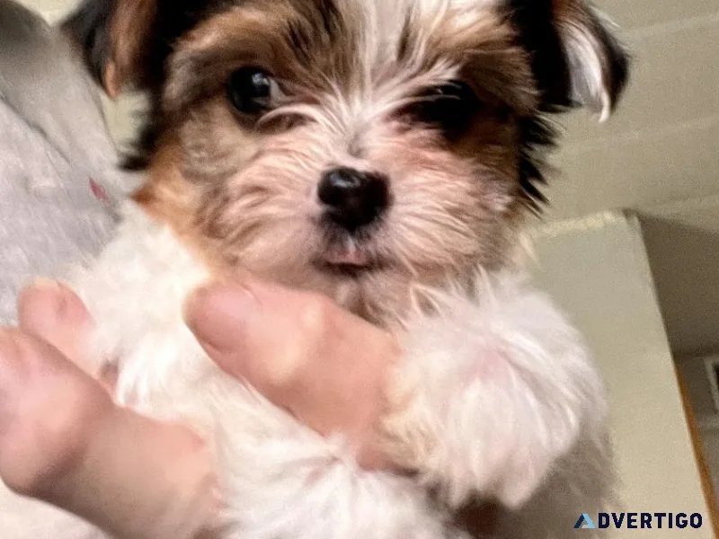 Teacup Parti Yorkie Puppies