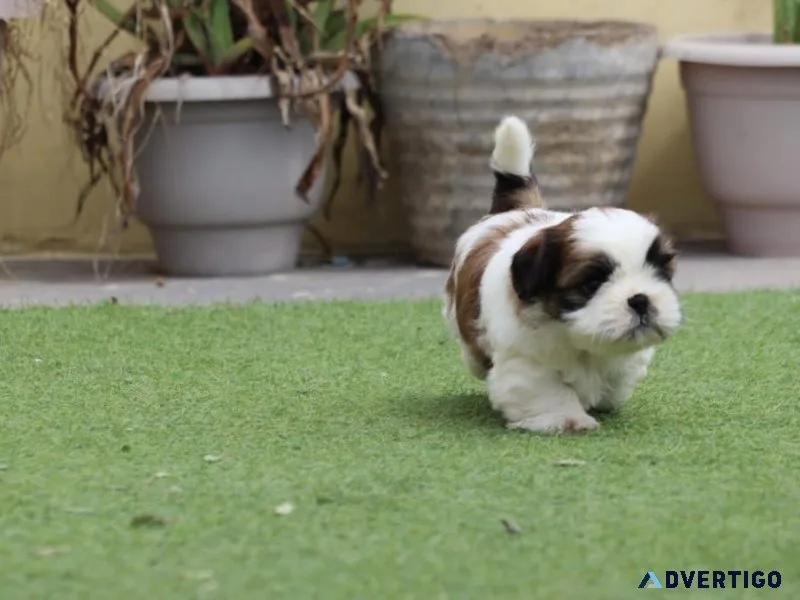 SHIH TZU FOR SALE NEAR ME IN MUMBAI