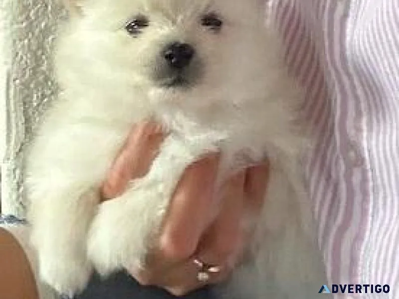 Beautiful Pomeranian puppies