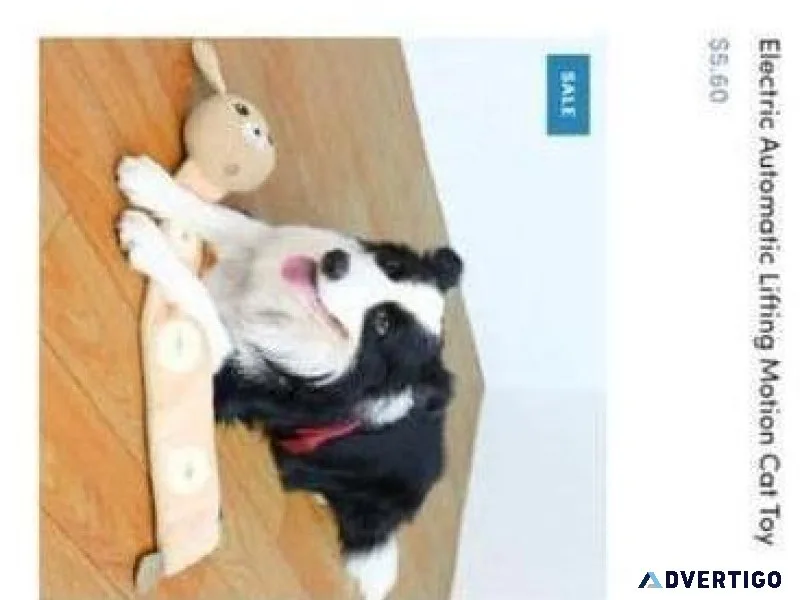 Pet Store Promotion