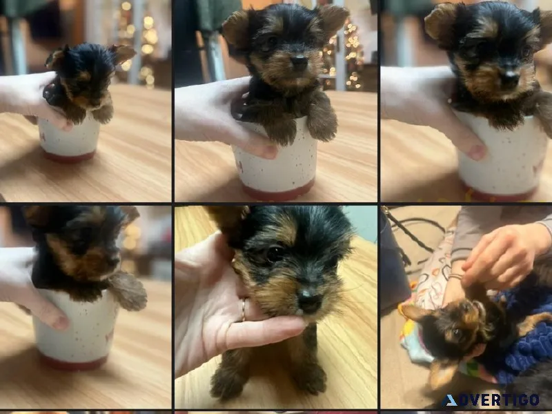 Yorkshire Terrier CKC registered Puppy ready for adoption