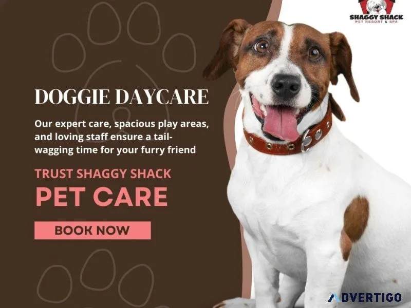Premier Dog Daycare Services in Washington for Happy Pups