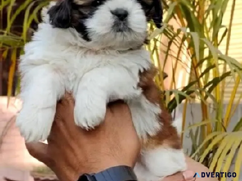 BROWN SHIH TZU FOR SALE IN MUMBAI
