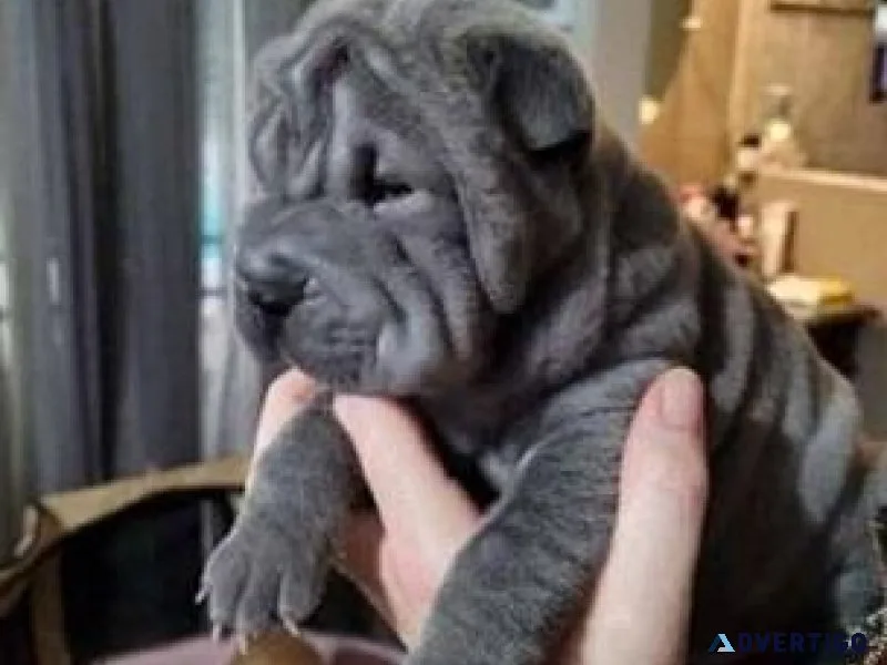Chinese Shar-Pei puppies
