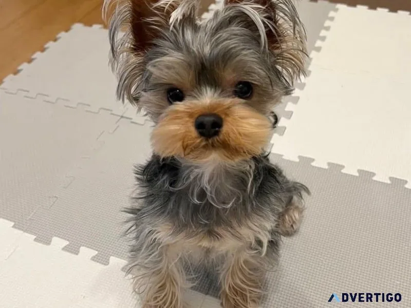 4 months female Yorkie