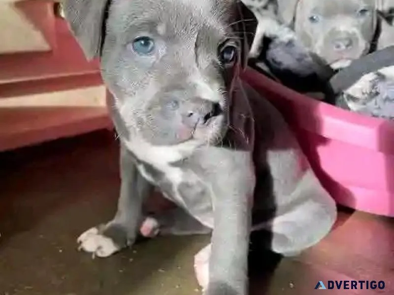 DOGS AVAILABLE WITH COOL PRICES