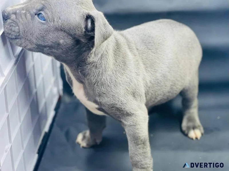 Staffordshire Bull Terrier puppies