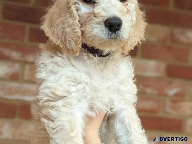 BEAUTIFUL F1 LABRADOODLE PUPS