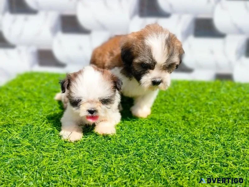 SHIH TZU PUPPY FOR SALE ONLINE IN MUMBAI