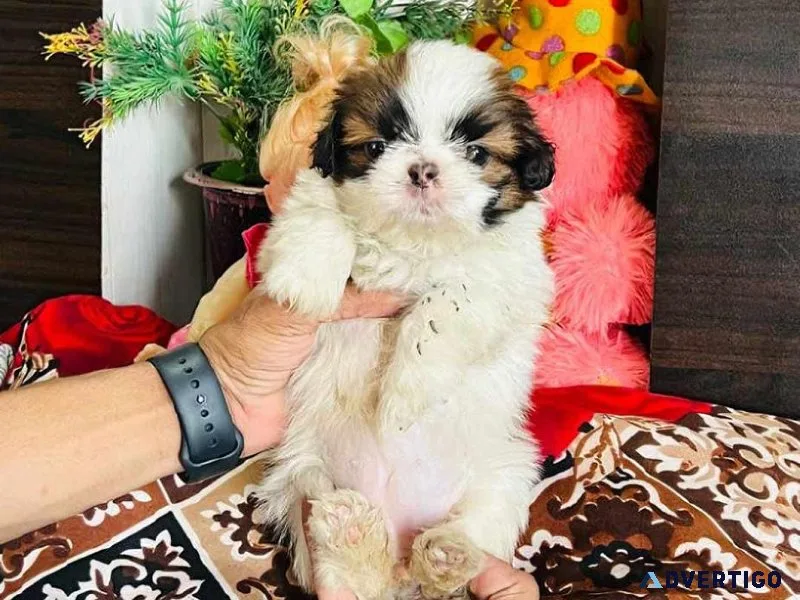 BLACK SHIH TZU FOR SALE IN MUMBAI