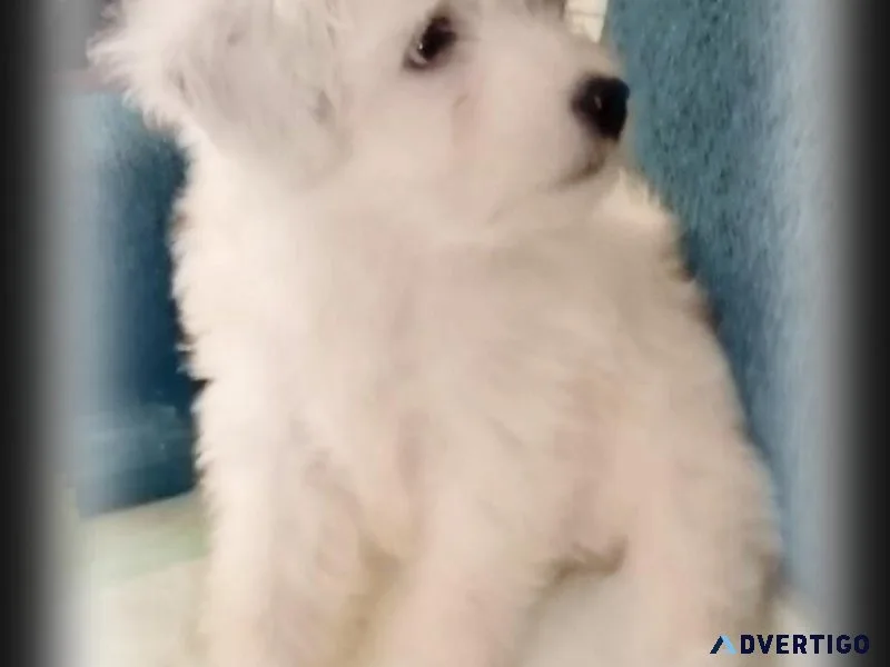Chinese Crested Powder puff