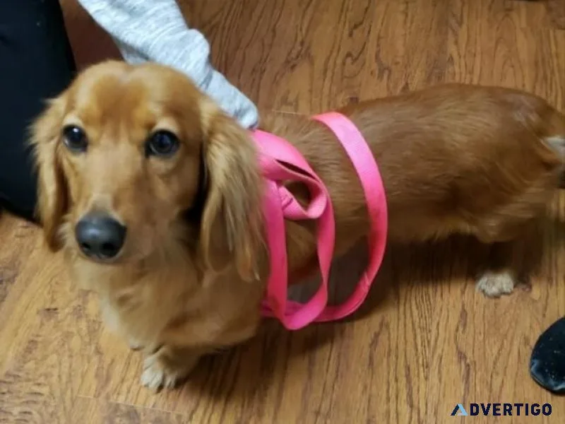 Male Miniature Dachshund Adult