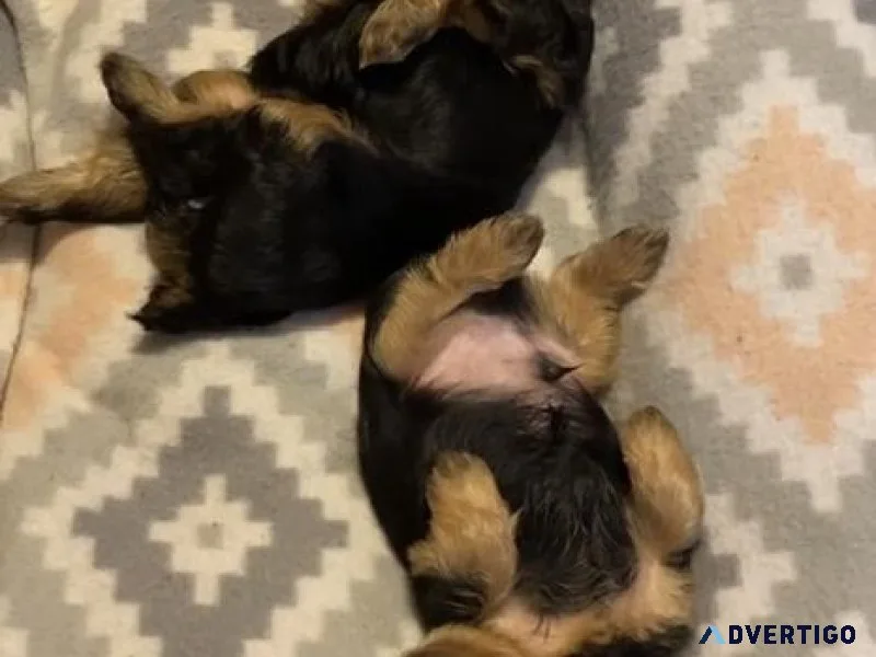 Teacup yorkie