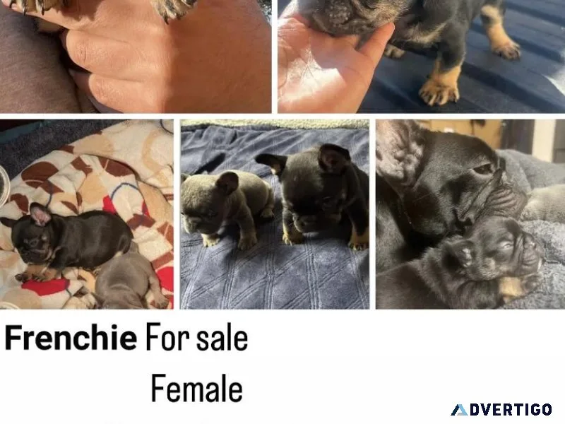 French bull dog puppy