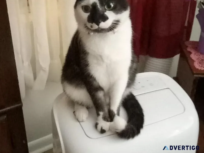 Free cat to good home