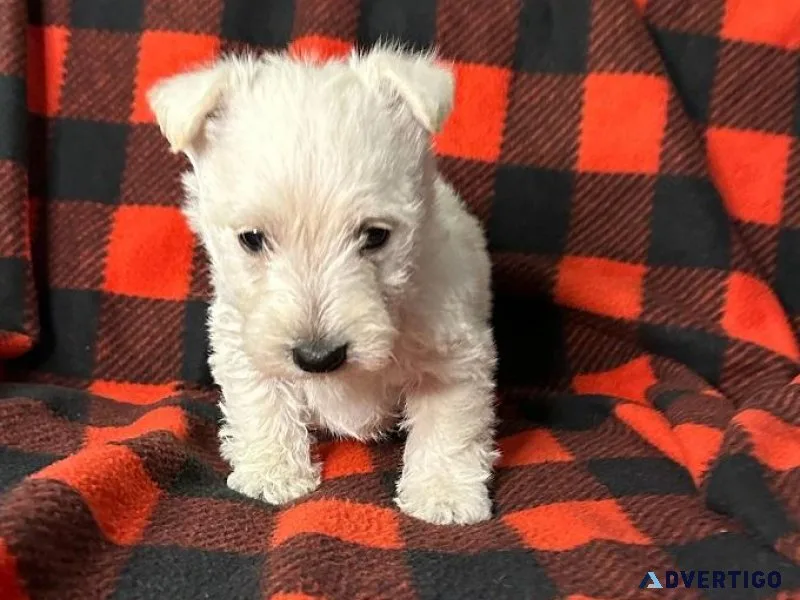 West Highland White Terrier puppies