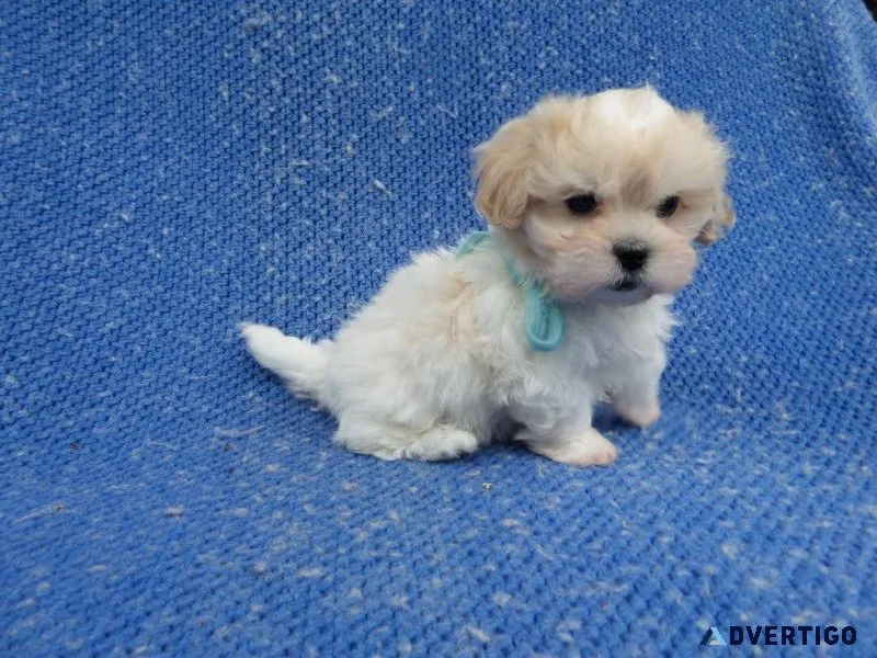 Mal-Shi Puppies