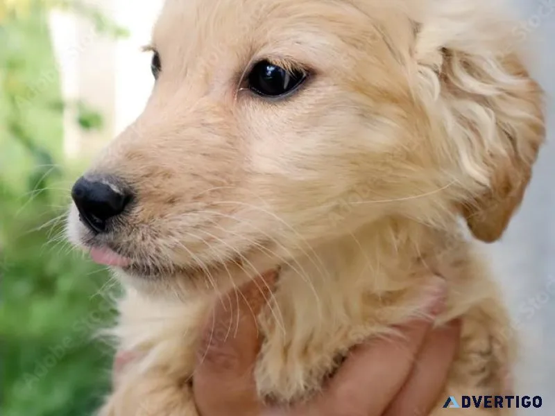 Purebred golden retreiver puppies