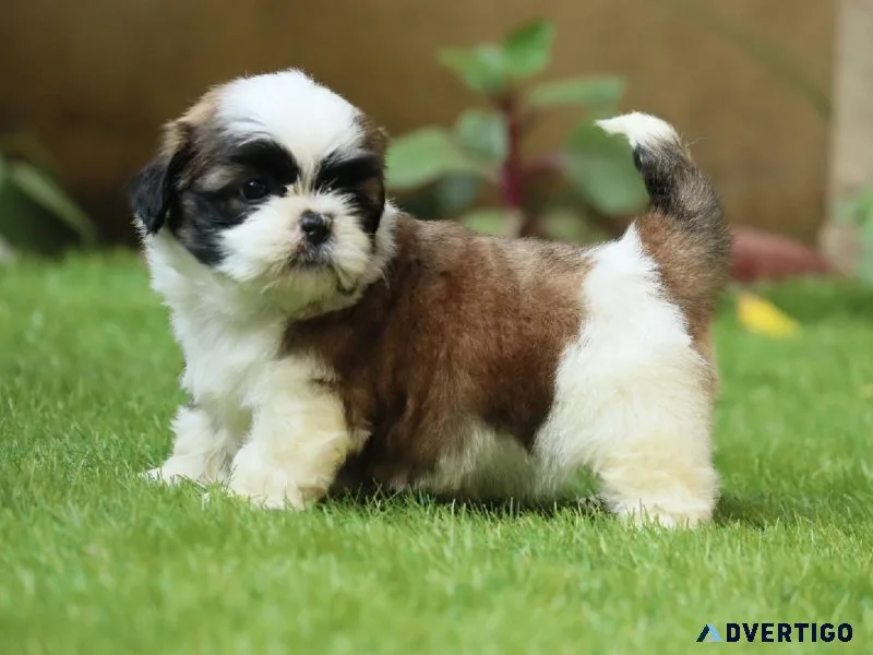 SHIH TZU DOG PRICE IN MUMBAI