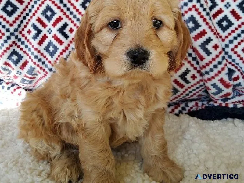 Adorable cockapoo puppies