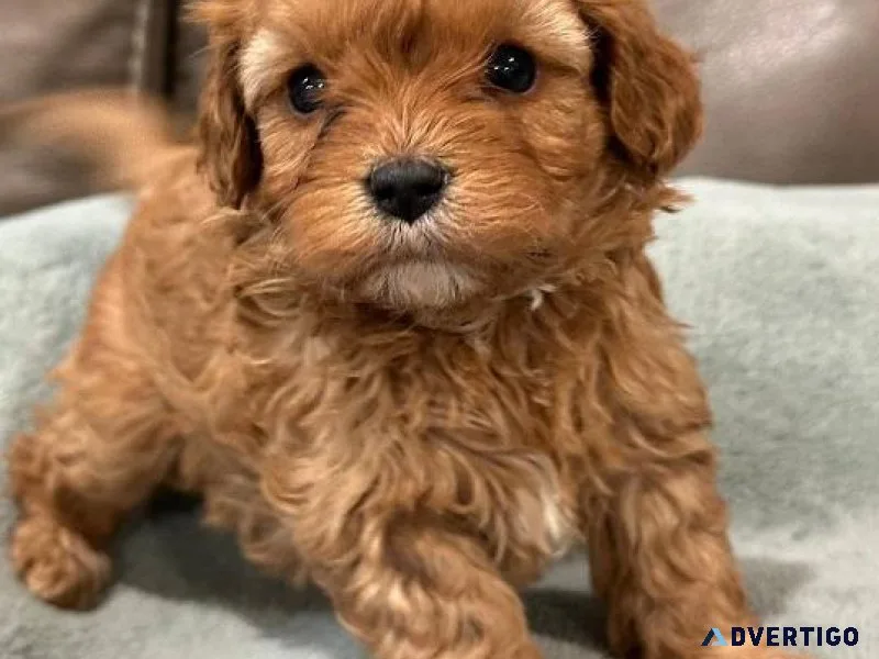 Available Cavapoo puppies