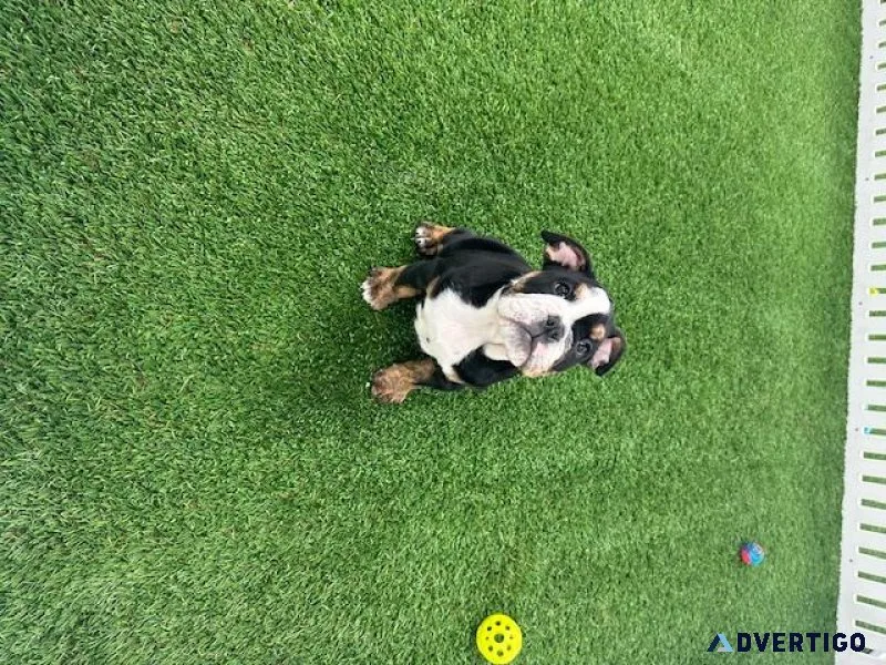 english bulldog available