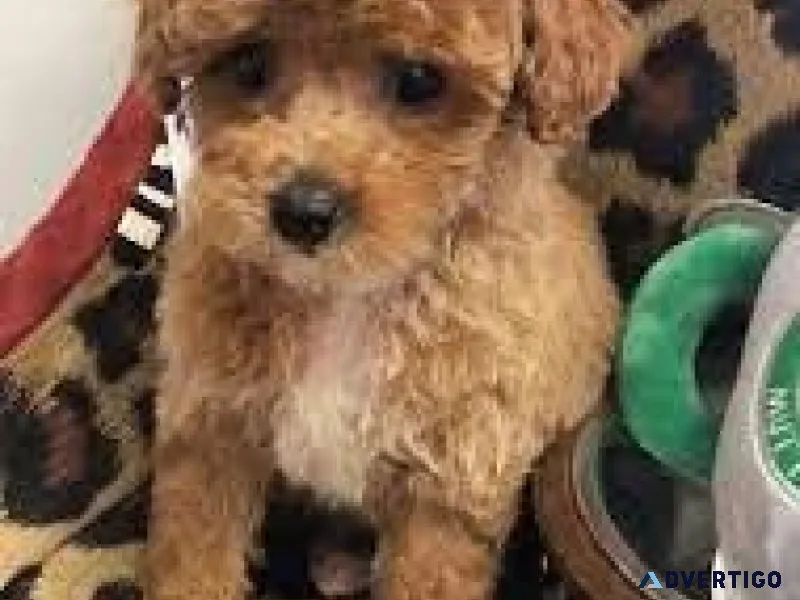 RED TOY POODLES