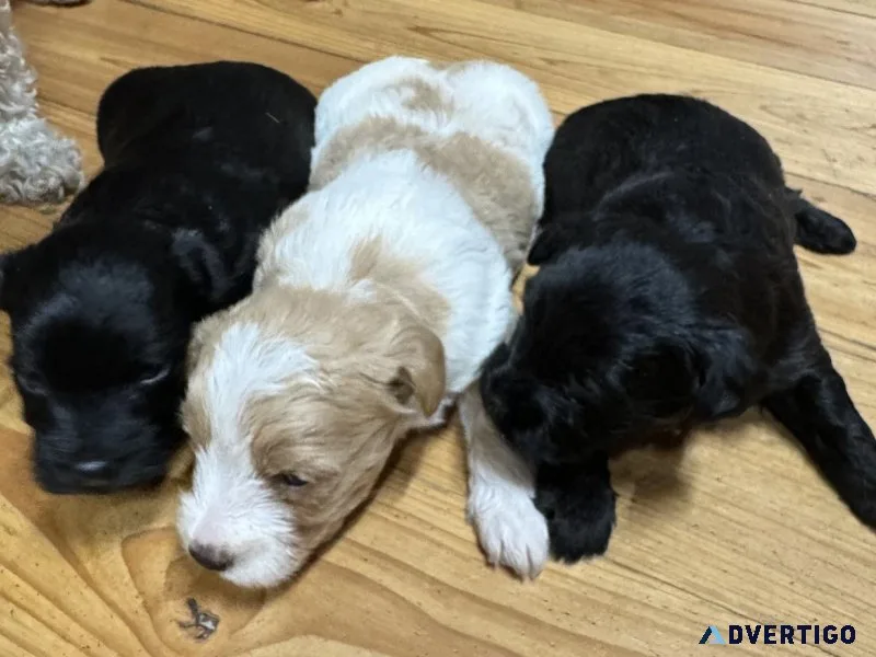 Yorkies and YorkiePoos