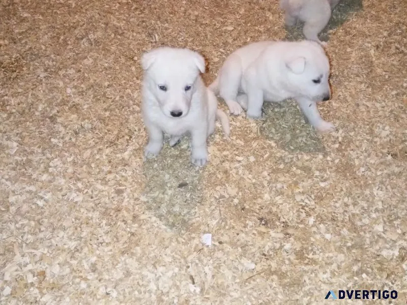White German Shepherd