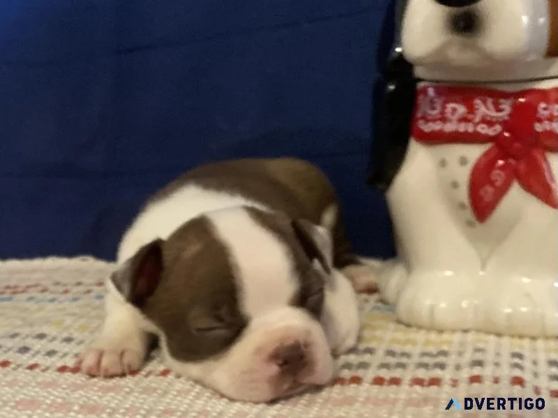 AKC Boston Terrier Lilac