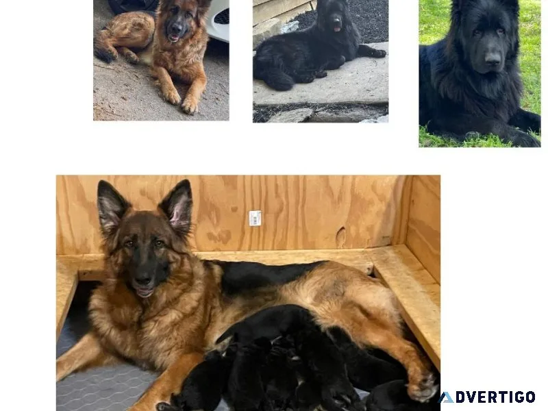 German Shepherd Puppies