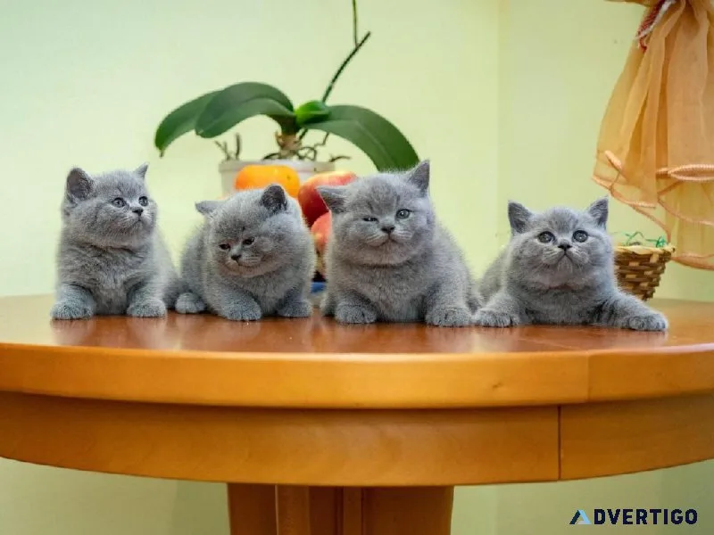 Scottish FoldBritish Shorthairs
